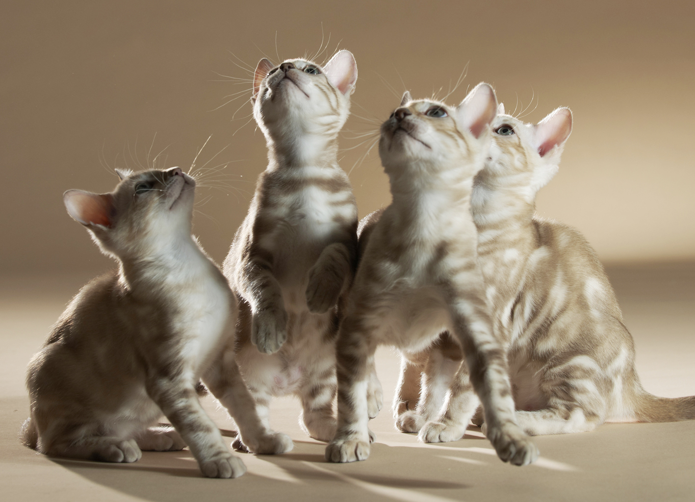 Featured image for “Welches Kätzchen passt zu uns? – oder: was wir vor der Adoption eines Kätzchens wissen müssen”