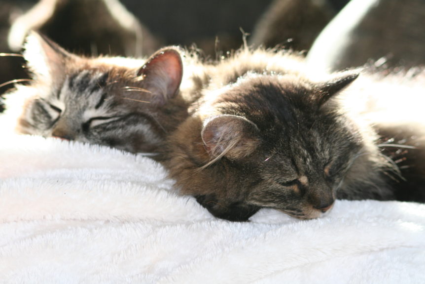 So Halte Ich Meine Katze Fit Und Gesund Tipps Für Die