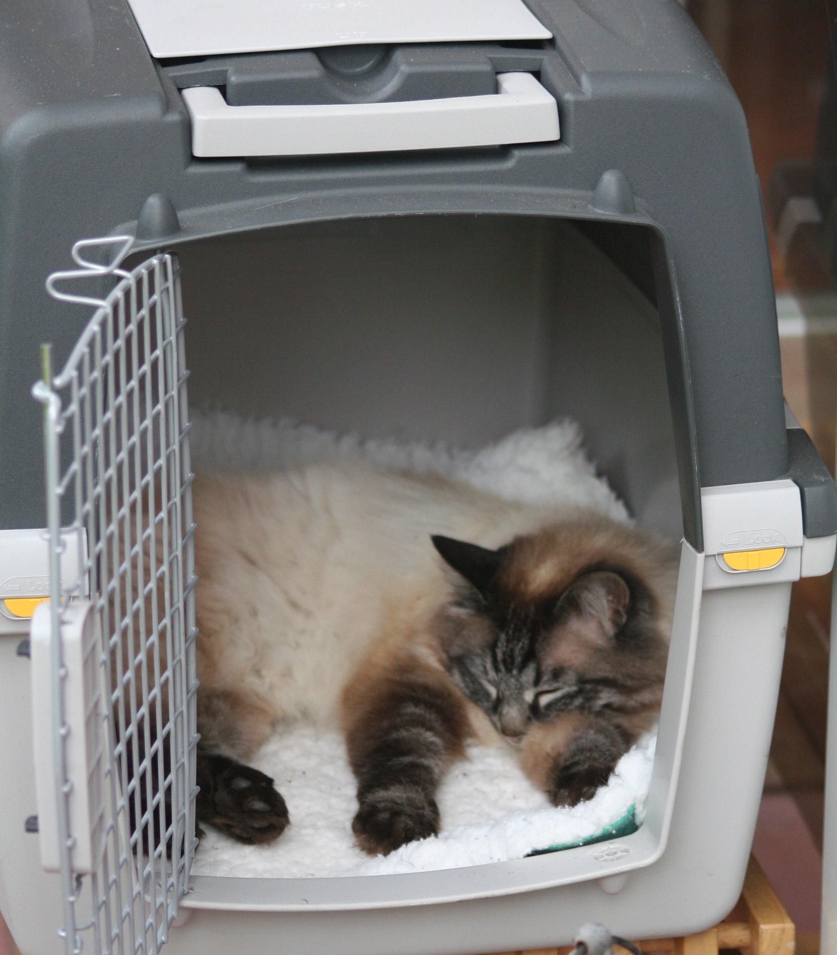 Featured image for “Stressarmer Umgang mit Katzen auf dem Weg zum Tierarzt”