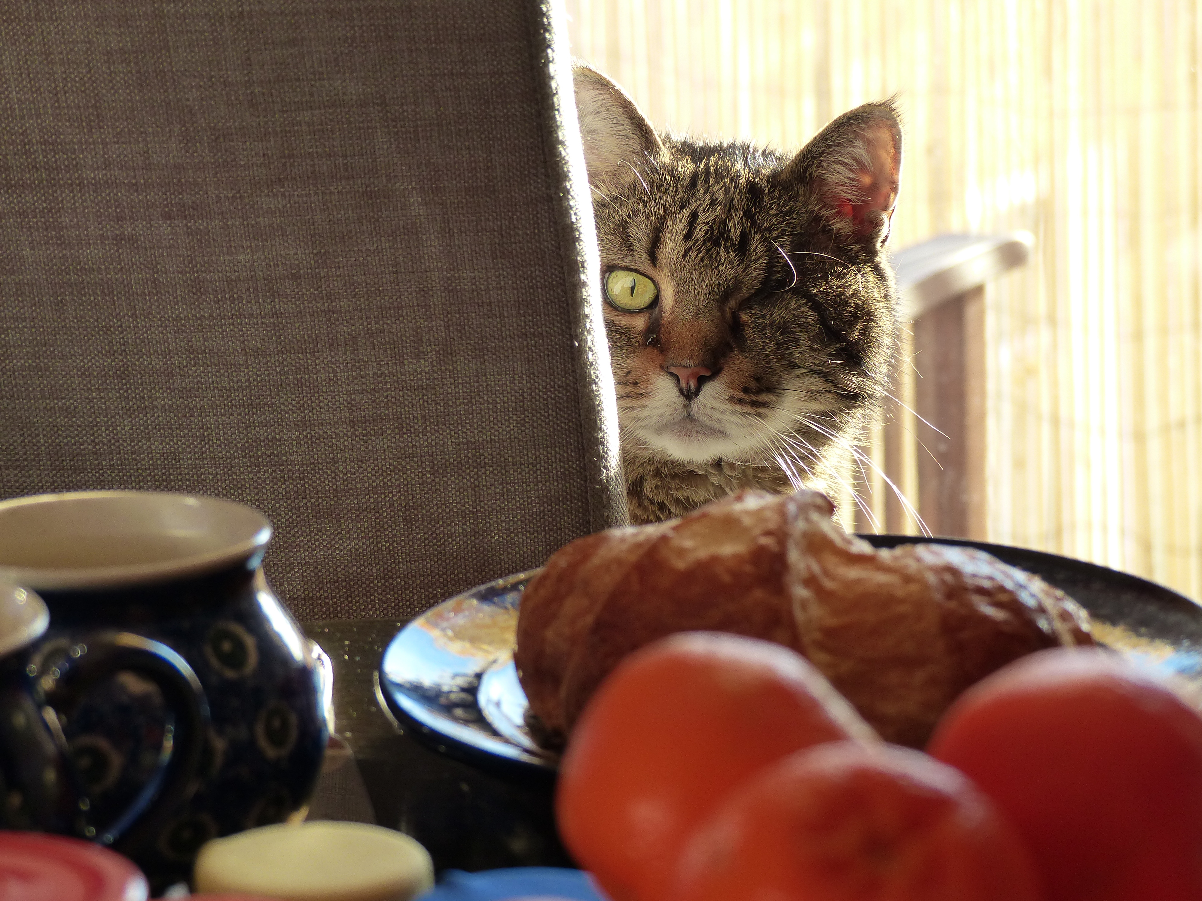 Featured image for “Jede Katze is(s)t anders”