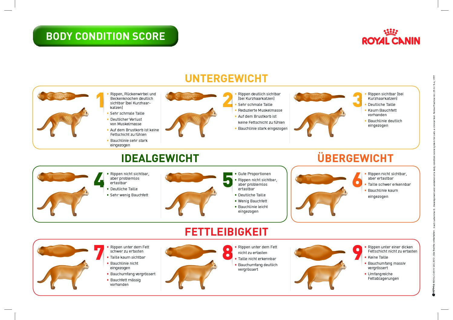 Featured image for “Body Condition Score für Katzen”